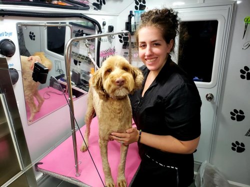 Ginger the Doodle